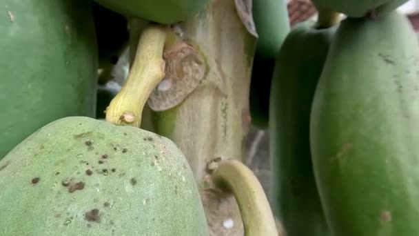 Papaya Fruit Still Young Has Green Skin Colour Hanging Stem — Stockvideo