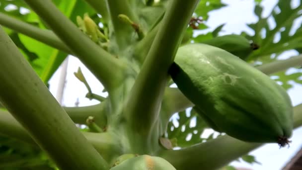 Papaya Fruit Still Young Has Green Skin Colour Hanging Stem — Stockvideo