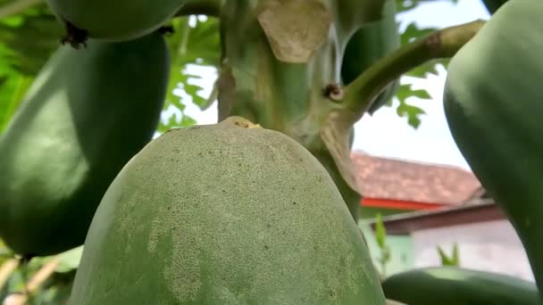 Papaya Fruit Still Young Has Green Skin Colour Hanging Stem — 비디오