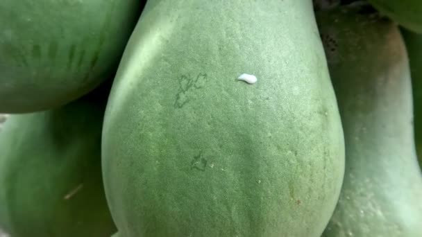 Papaya Fruit Still Young Has Green Skin Colour Hanging Stem — Stok video