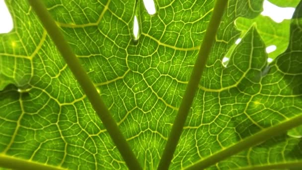 Close Fresh Green Papaya Leaves Detailed Exposed Leaf Bones Traditional — Video Stock