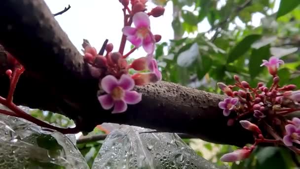 Star Fruit Flowers Planted Pots Hanging Small Branches Tropical Fruit — Wideo stockowe