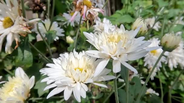 White Blooming Zinnia Flower Fresh Green Leaves Kept Garden Decoration — Stok video