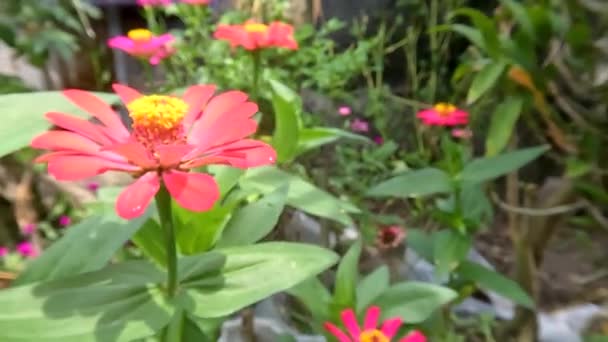 Red Blooming Zinnia Flower Fresh Green Leaves Kept Garden Decoration — Stockvideo