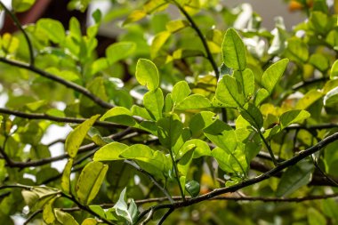 Kaffir kireç dallarının filizleri taze yeşildir, yaprakları güneşte şeffaftır, taze bir aroması vardır ve baharat pişirmek için kullanılır..