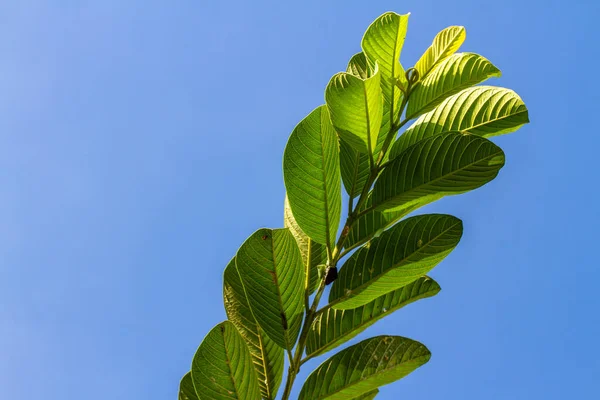 Крупный План Ветви Тропического Фруктового Растения Названием Гуава Поверхность Листа — стоковое фото