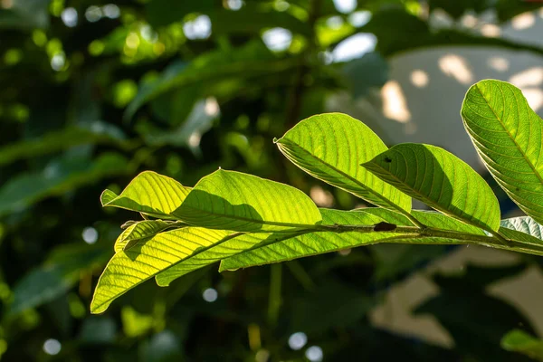 Nahaufnahme Von Zweigen Einer Tropischen Fruchtpflanze Namens Guave Die Oberfläche — Stockfoto