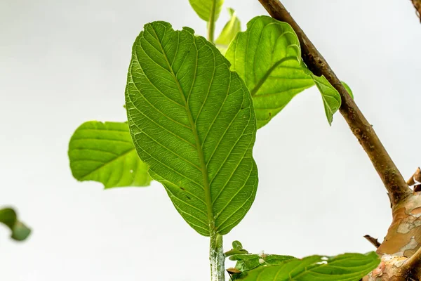 Nahaufnahme Eines Zweiges Einer Tropischen Fruchtpflanze Namens Guave Der Auf — Stockfoto