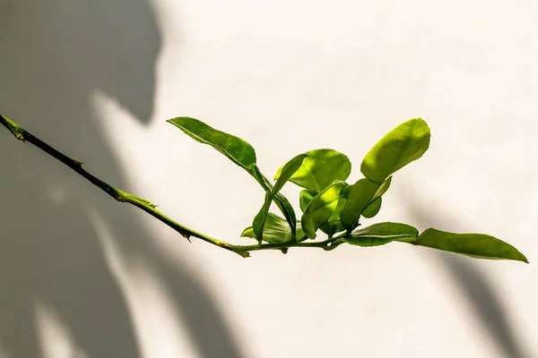 Βλαστάρια Των Κλαδιών Του Φυτού Kaffir Lime Είναι Φρέσκα Πράσινα — Φωτογραφία Αρχείου
