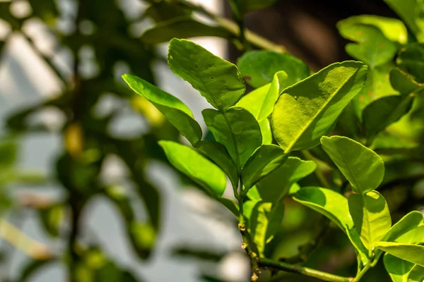 Die Triebe Der Kaffir Limettenzweige Sind Frisch Grün Die Blätter — Stockfoto