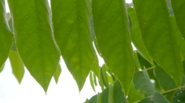Avrhoa bilimbi yapraklarını kapatın. Taze yeşildirler ve hala ıslaktırlar. Çiseleyen yağmur, yeşillik arka plan ve parlak ışık nedeniyle.