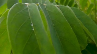 Avrhoa bilimbi yapraklarını kapatın. Taze yeşildirler ve hala yağmurla ıslaktırlar. Bulanık yeşil yapraklar.