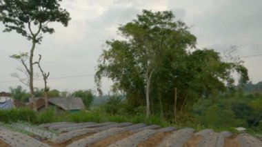 Dağlık bölgede sebze bahçeleri ve ağaçların manzarası, çiseleme ve sisli koşullar
