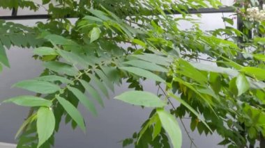 Taze yeşil kiraz ya da muntingia calabura yaprakları, sapları ve yaprakları rüzgarda sallanıyor.
