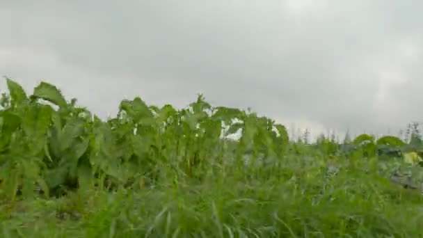 Vue Jardin Légumes Arbres Dans Campagne Montagneuse Forme Terrasses Bruyantes — Video