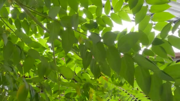 Friss Zöld Cseresznye Vagy Muntingia Calabura Levelek Szárak Levelek Közelsége — Stock videók