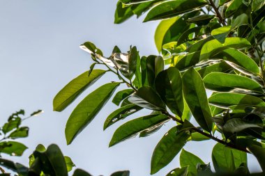 Taze yeşil yapraklı, parlak mavi gökyüzü arka planlı, soursop adında tropikal bir meyve bitkisinin yakınında.