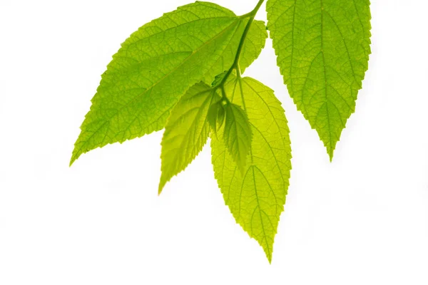 Malé Větvičky Třešní Nebo Muntingia Calabura Rostliny Zelenými Listy Stávají — Stock fotografie
