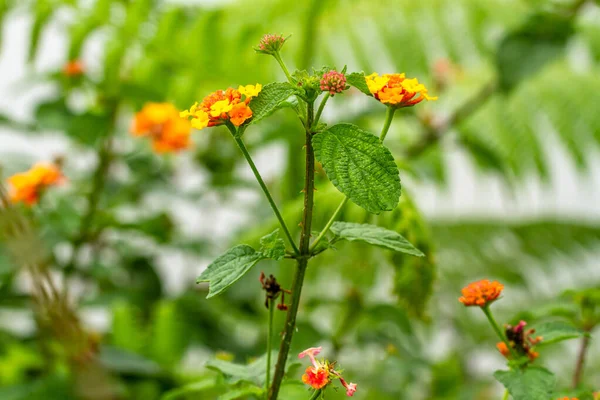 Talo Uma Planta Grama Herbácea Chamada Lantana Camara Que Tem — Fotografia de Stock