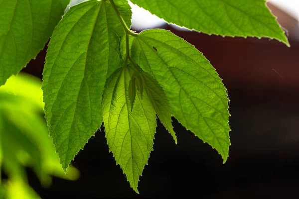 Die Kleinen Grünen Blätter Der Kirsch Oder Muntingia Calabura Pflanze — Stockfoto