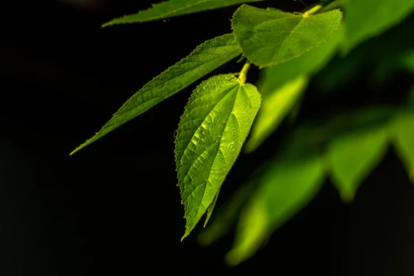 Les Petites Feuilles Vertes Cerise Muntingia Calabura Deviennent Transparentes Lorsqu — Photo