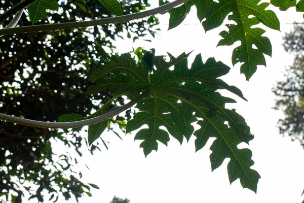 Tallo Hoja Planta Papaya Tiene Forma Dedo Con Hojas Verdes — Foto de Stock