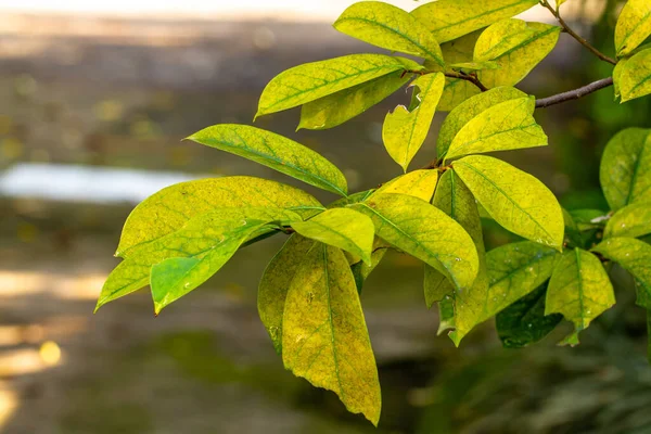 Primer Plano Planta Guanábana Con Hojas Color Verde Amarillento Debido —  Fotos de Stock