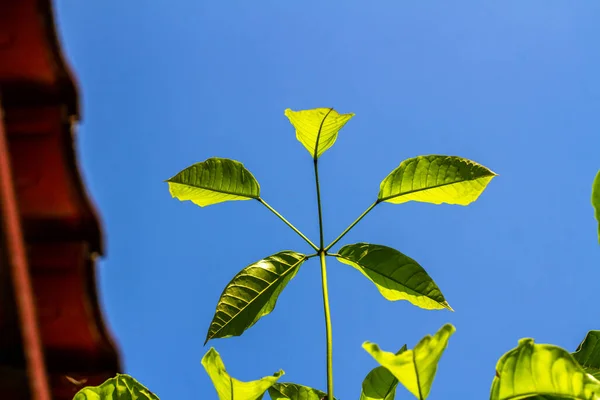 Gros Plan Sur Les Feuilles Une Plante Ornementale Jardin Tropical — Photo