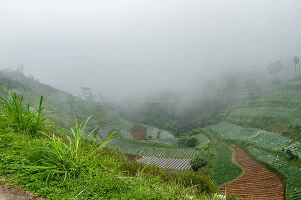 急な丘の中腹に野菜やいくつかの木で植えられた農業地域は 高地で濃い霧 農村部の自然景観と山の背景を持っています — ストック写真