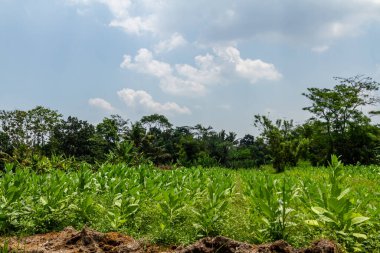 Yeşil yapraklı, genç bir tütünle dikilmiş bir tarla, birkaç ağacın arka planı ve bulutlu açık bir gökyüzü.