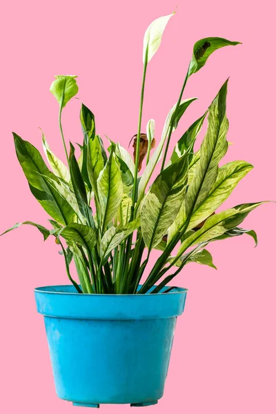 Lush Chinese evergreen ornamental plant with a combination of white and green leaves in a blue pot, isolated on a pink background