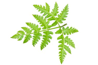 Sivri kenarlı yeşil eğreltiotu yaprağının üst görünümü, beyaz bir arkaplanda izole edilmiş.