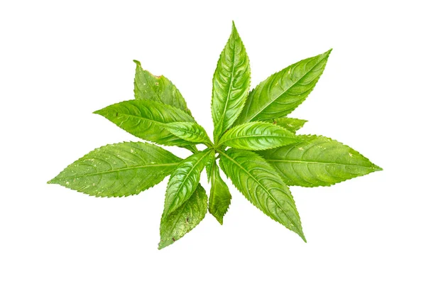 Horní Pohled Okrasnou Rostlinu Balsamina Zelenými Listy Zubatými Okraji Listů — Stock fotografie