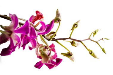 Mor çiçekli bir dendrobium orkidesi ve hala çiçek tomurcukları şeklinde beyaz bir arka planda izole edilmiş bir dal.