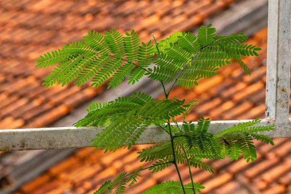 Листья Лейкоцефала Растения Небольшого Зеленого Размера Прикреплены Стеблю Фон Размытый — стоковое фото