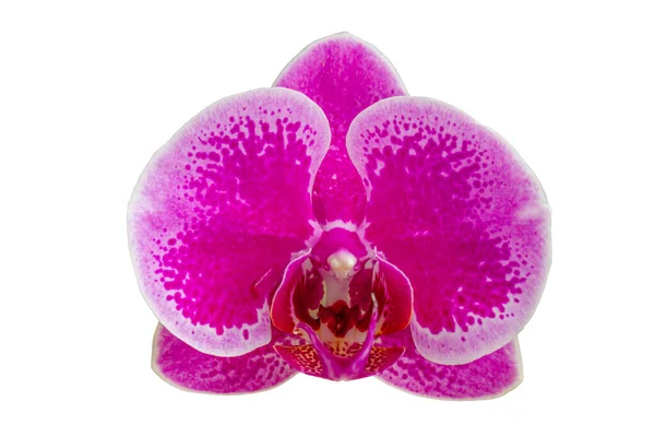 Uma Flor Tipo Orquídea Traça Orquídea Lua Que Roxa Cores — Fotografia de Stock