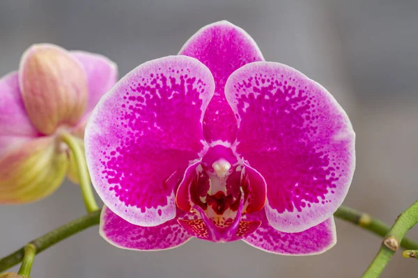 A flower of the Moth orchid or Moon Orchid type, which is purple in color with dark spots and a green flower bud, isolated on a gray background