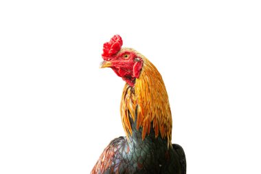 Kırmızı taraklı, kulaklı, turuncu, siyah, sarı ve kahverengi tüylü, beyaz bir arka planda izole edilmiş bir horozu yakından takip edin.