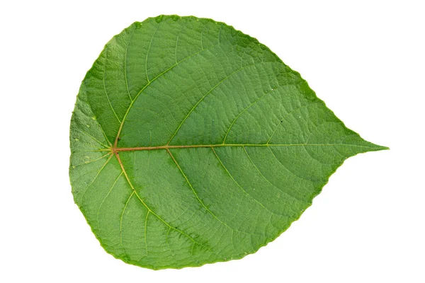Detailní Záběr Zeleného Listu Acalypha Hispida Tvaru Srdce Detailním Obrysem — Stock fotografie
