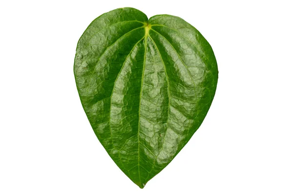 Primer Plano Una Hoja Betel Verde Forma Corazón Con Marco — Foto de Stock