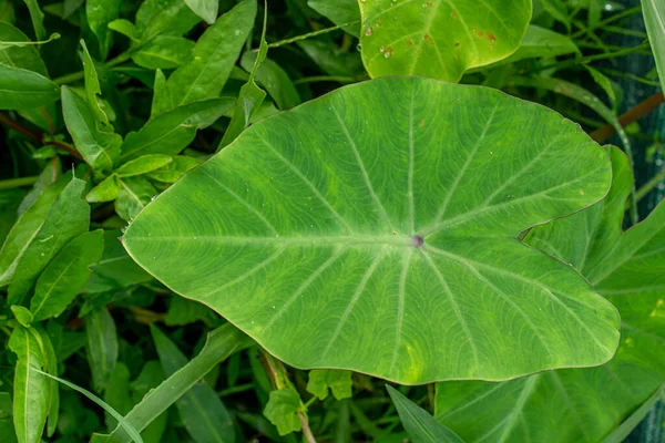 식물의 모양의 닫으면 선명하게 보이는 녹색이고 배경은 과푸른 풀입니다 — 스톡 사진