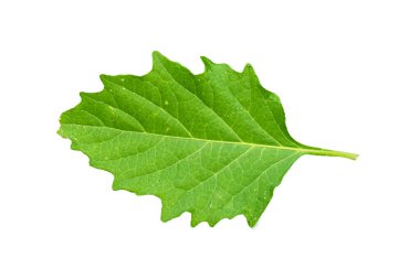 Ortak itüzümü yeşil yapraklarını ve tırtıklı kenarlarını, beyaz arka planda izole edilmiş, ayrıntılı yaprak hatlarıyla kapatın.