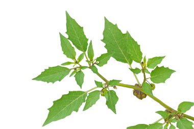 Yerden kiraz (Physalis pruinosa) yeşil yaprak tomurcukları kapalı ayrıntılı yaprak dış hatları ile sivri kenarlı, beyaz bir arka plan izole