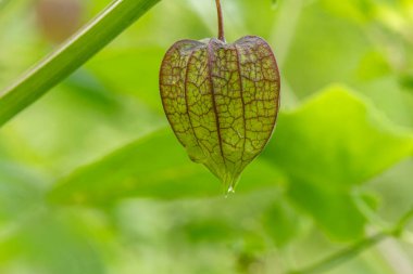 Yeşil yaprak zarına sarılmış yeşil kiraz bitkisinin yeşil kalp şeklindeki taze meyvesini yakın plan, bulanık yeşil yeşillik arka plan