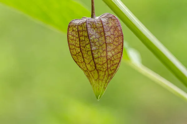 Close up of fresh green heart-shaped fruit of Ground Cherry plant wrapped in green leaf membrane, blurred green foliage background