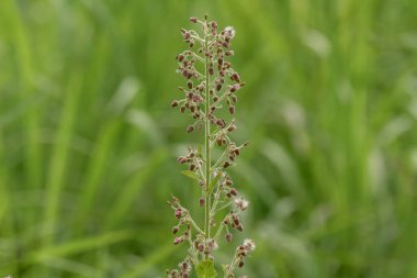 Alüminyum çiçeği tomurcukları henüz açmamış, kahverengi, bitki sapları ve çiçek sapları beyaz tüylere, bulanık yeşil çimen arka planına sahiptir.