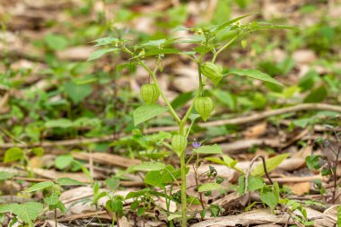 Meyve veren, çiçek açan, bulanık yeşil çimen arka planında