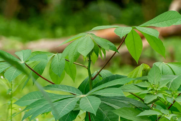 Ростки Маниоки Имеют Свежие Зеленые Листья Имеют Форму Пальца Красными — стоковое фото