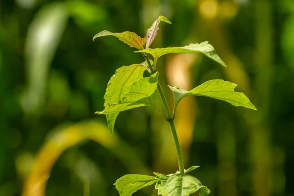 Herbe Verte Type Asclépiade Avec Des Feuilles Forme Cœur Aux — Photo