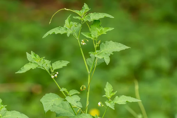 Κοινό Nightshade Πράσινο Γρασίδι Λευκά Λουλούδια Τυλιγμένο Γύρω Από Αμπέλια — Φωτογραφία Αρχείου